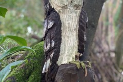 Portrait-owl